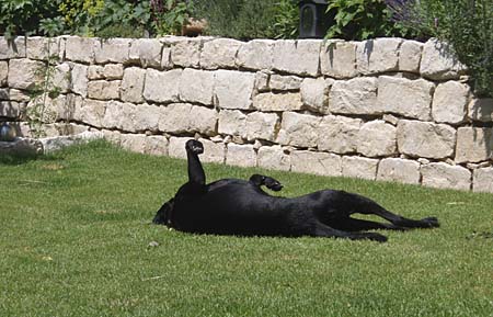 Relaxen im Garten