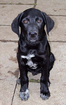 Pflegehund Mika