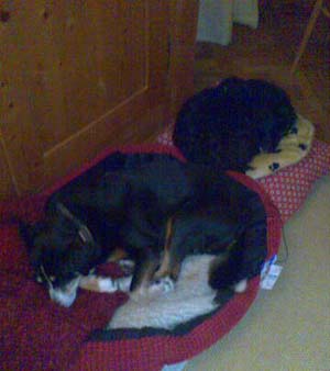 Mischa und Amy Mischa und Amy