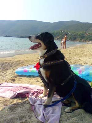 Mischa bewacht die Badet�cher