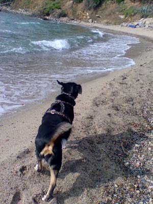 Mischa im Wind