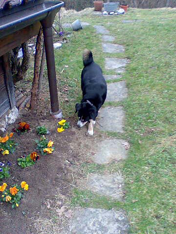 Mischa bewundert Blumen