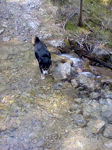 Mischa im Steinib�chli