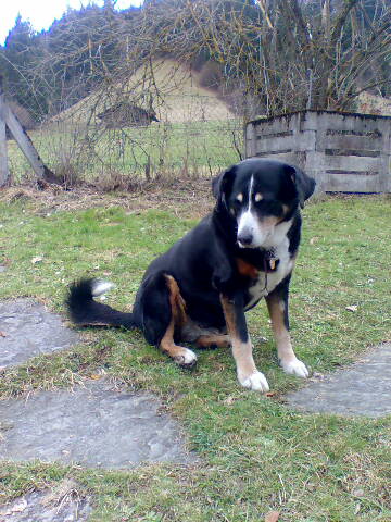 Mischa philosophiert