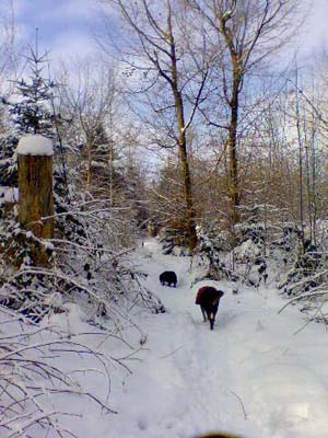 Winterspaziergang Winterspaziergang
