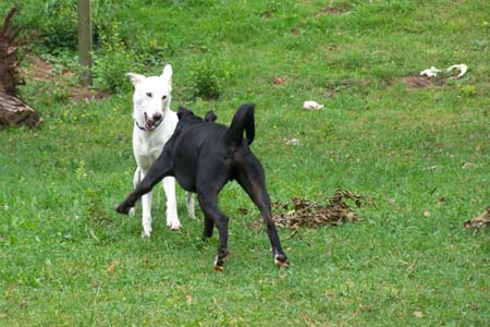 Morgan und Chicco Morgan und Chicco