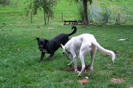 Morgan und Chicco