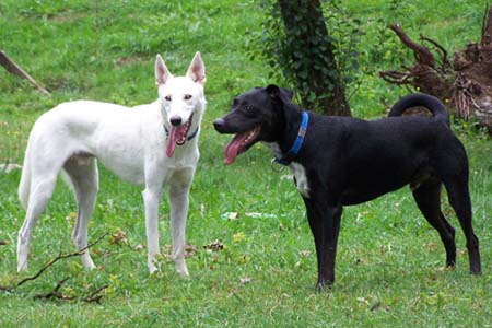 Morgan und Chicco Morgan und Chicco