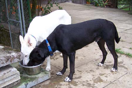 Morgan und Chicco