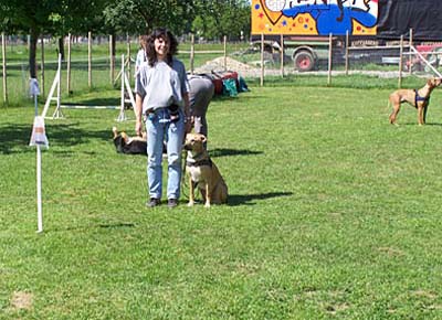 Nico in der Hundeschule
