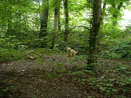Wo ist Oscar ?