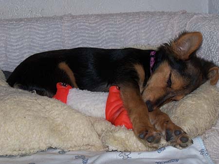 Nach der Hundeschule, glücklich und zufrieden. Nach der Hundeschule, glücklich und zufrieden.