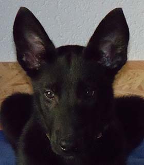 Shila