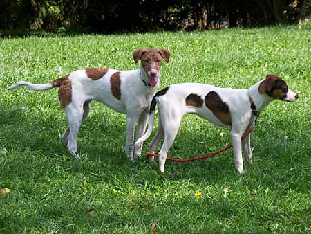 Kennenlernen zweier hunde