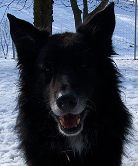 Yogi