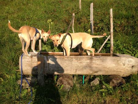 typisch "Strassenhundeblicke" typisch "Strassenhundeblicke"