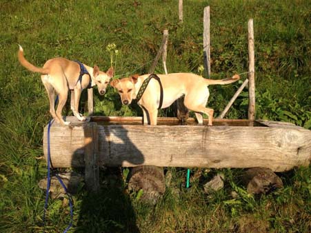 typisch "Strassenhundeblicke"