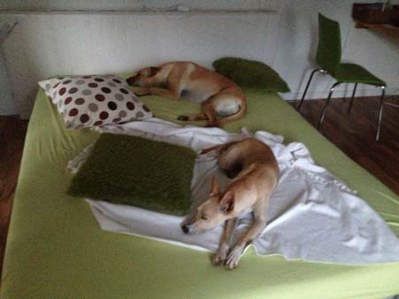 Grosses Hundebett...eigentlich Gästeliegesofa ;-) Grosses Hundebett...eigentlich Gästeliegesofa ;-)