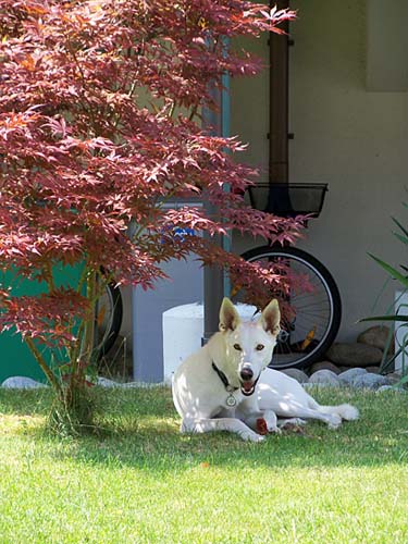Jirros Lieblingspl�tzchen in seinem Garten.