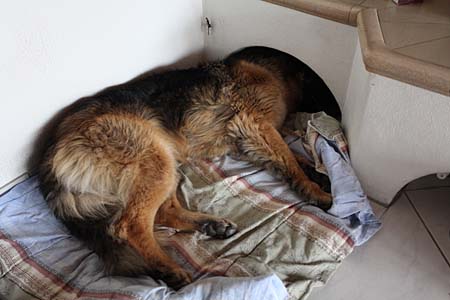 Computertomographie f�r Hunde