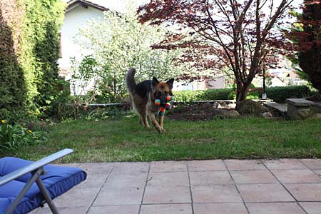 Spielhund