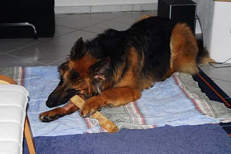 Feines Holz hat Herrchen