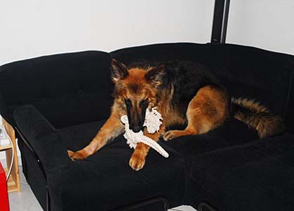 Feines Sofa hat Herrchen
